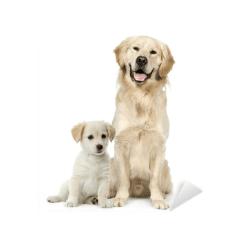 Hovedbilde Oppdrett & Avl