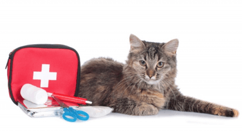 Hovedbilde Omsorg & Pleie