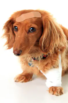 Hovedbilde Omsorg & Pleie